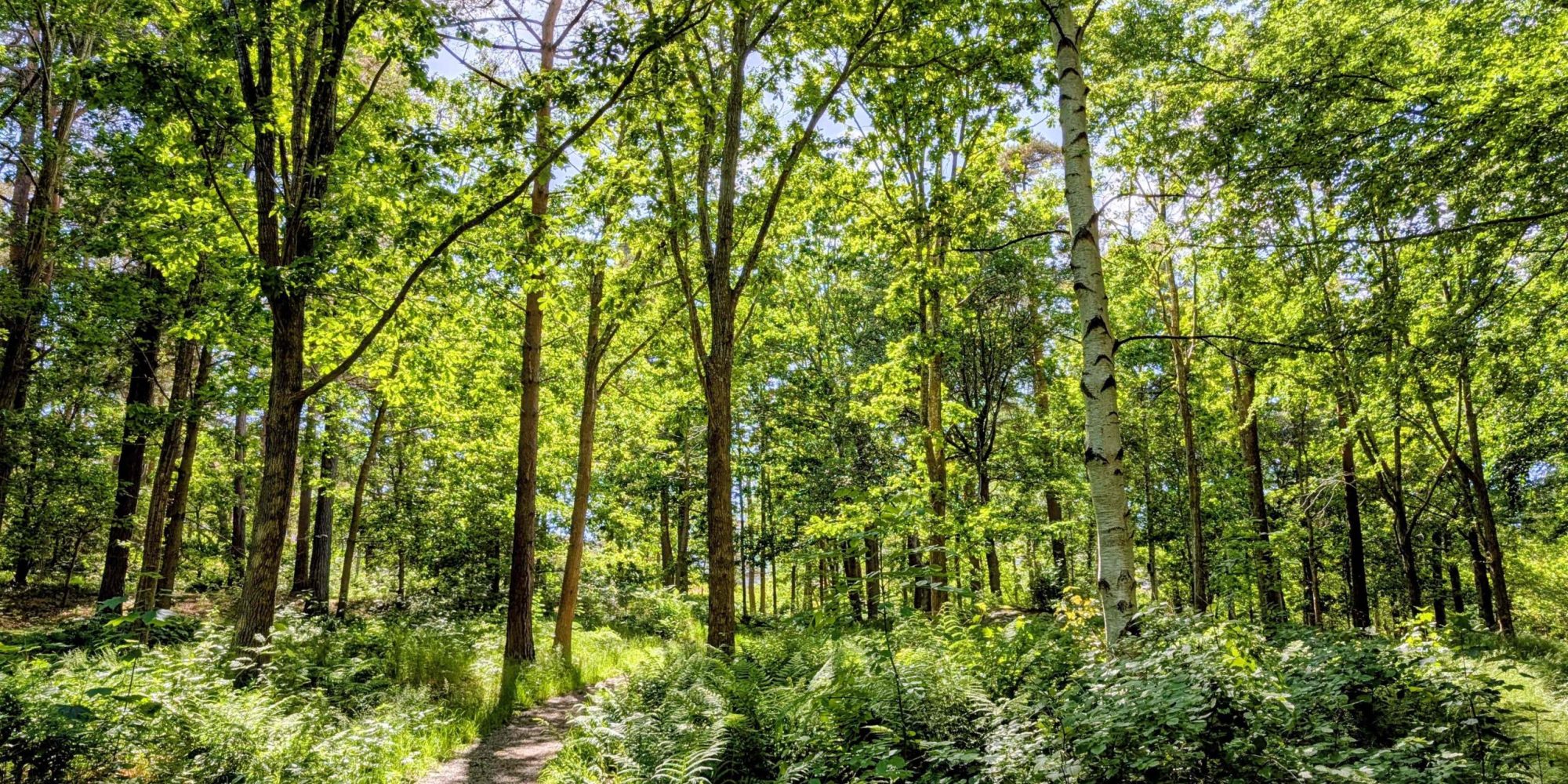 forest