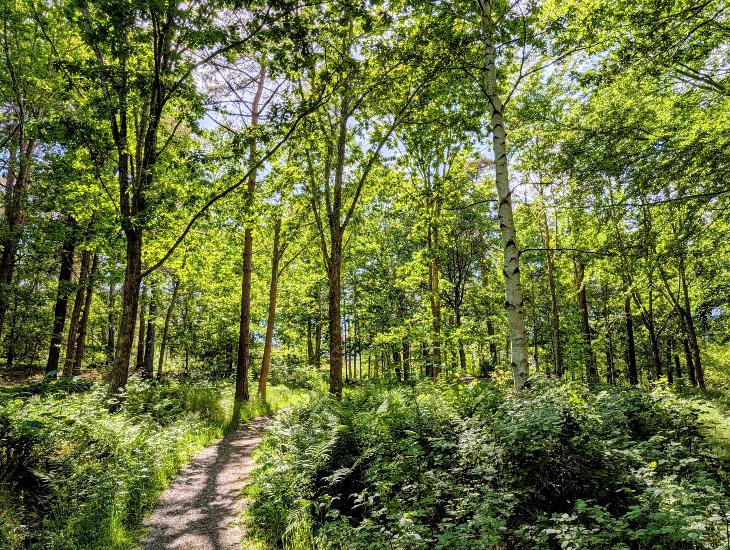 forest